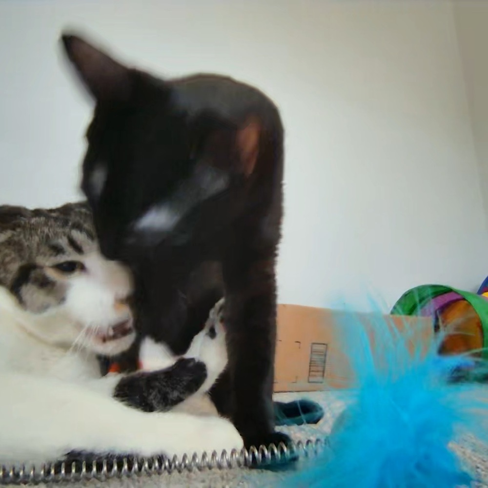 NEW ARRIVALS!!! Unlisted inventory 🐈💖 - Picture 6 of 7